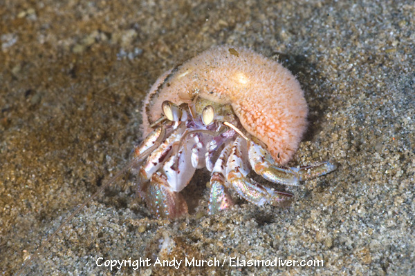 Alaskan Hermit Crab