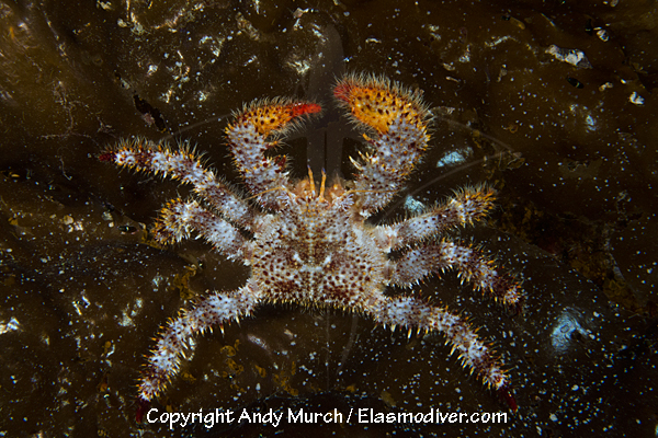 Spiny Lithode Crab