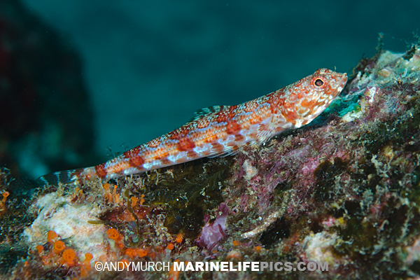 Calico Lizardfish