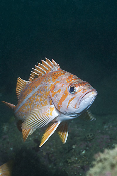 Canary Rockfish picture