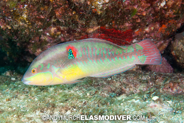 Wounded Wrasse