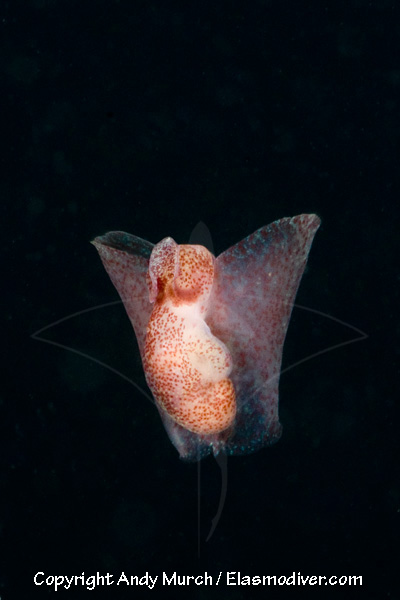 sea slug with wings