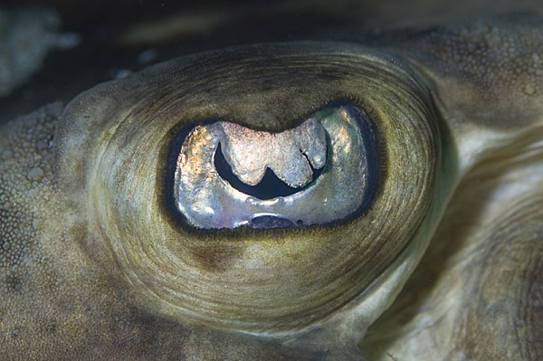 banded guitarfish eye