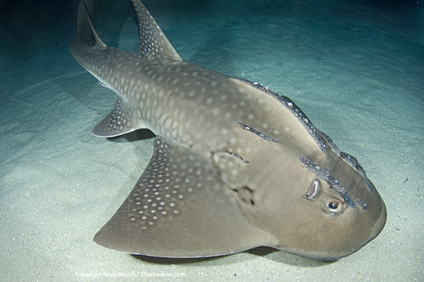 Bowmouth Guitarfish or shark ray