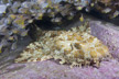 Banded Wobbegong picture
