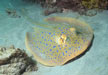 Blue Spotted Fantail Ray