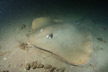 Jenkins Whipray Picture