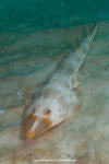 Atlantic guitarfish