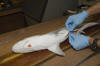 Atlantic Sharpnose Shark Dissection