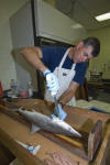 Atlantic Sharpnose Shark Dissection