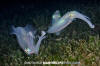 Bigfin Reef Squid 