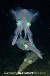 Bigfin Reef Squid 010