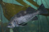 Black Rockfish picture