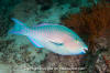 Bluechin Parrotfish