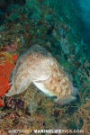 Broadclub Cuttlefish