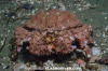 Brown Box Crab
