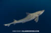Brown Smoothhound Shark