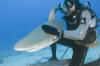 Caribbean Reef Shark picture 007