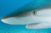 Caribbean Reef Shark picture 023