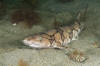 Chain catshark aka chain dogfish