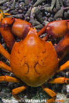 Chilean Kelp Crab