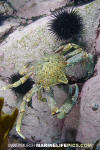 Chilean Kelp Crab