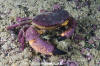 Chilean Stone Crab