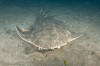 Common Angel Shark photograph
