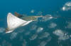 Common Eagle Ray pic