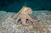 Common Octopus 019