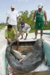 Transporting a dead tiger shark