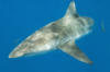 Dusky Shark picture 012