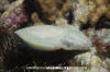 Dwarf Cuttlefish