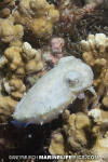 Dwarf Cuttlefish