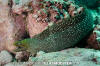 Finespotted Moray
