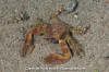 Flattop Crab