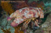 Galapagos Slipper Lobster