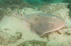 Giant Electric Ray image