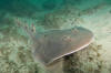 Giant Electric Ray picture