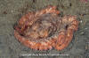Giant Pacific Octopus 069