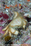 Golden Hairy Crab