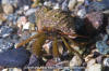 Grainyhand Hermit Crab