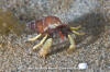 Greenmark Hermit Crab