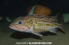 Greenstriped Rockfish