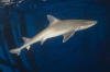 Gulf of Mexico Smoothhound Shark