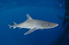 Gulf of Mexico Smoothhound Shark 009