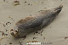 Eastern Pacific Harbour Seal