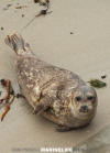 Eastern Pacific Harbour Seal