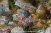 Humpy Shrimp