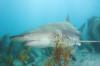 lemon shark picture 110